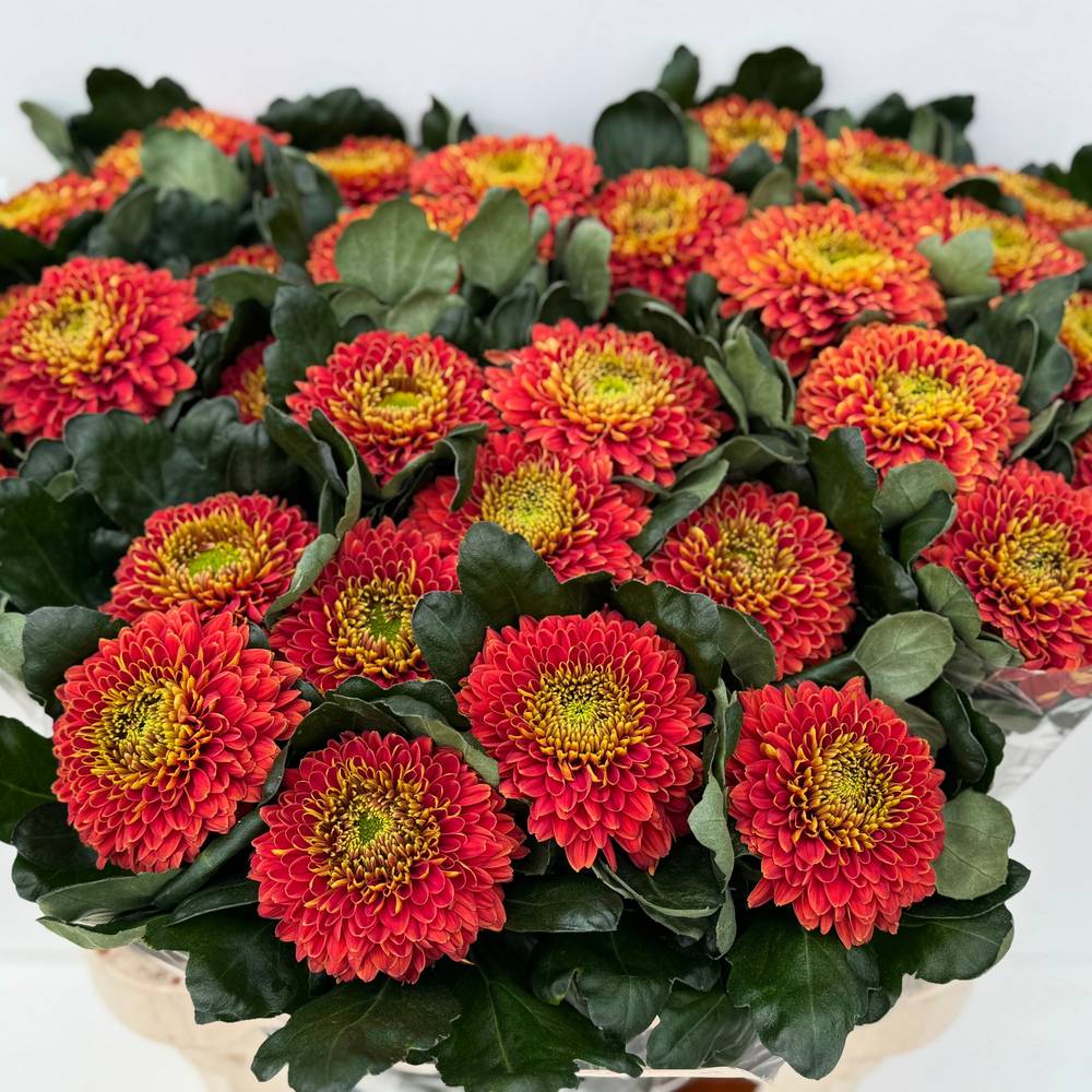 Chrys.Deko braun Tropicana 100 Gramm 80cm DE
