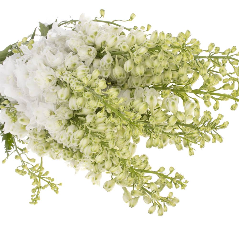 Delphinium weiss Aurora 100cm