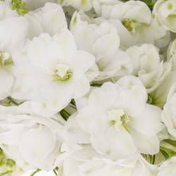 Delphinium weiss Aurora 100cm