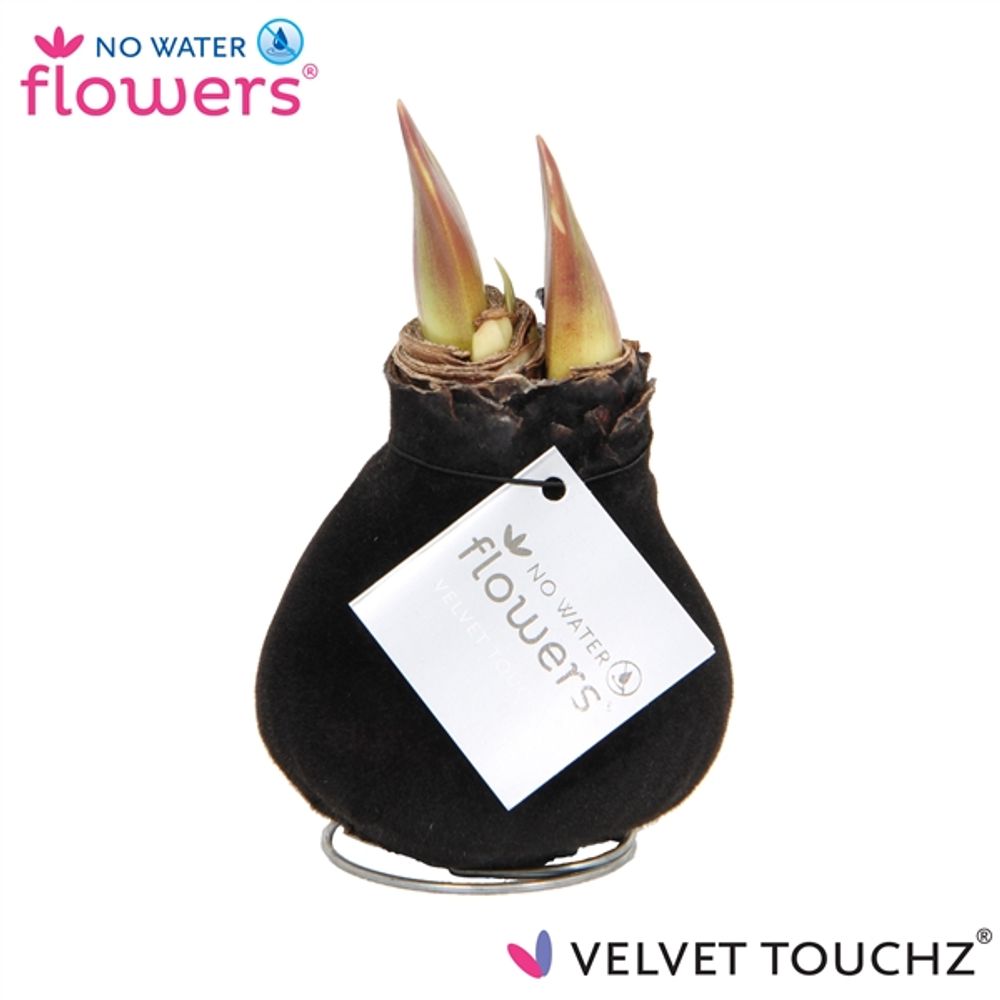 Amar.Bol Wachs schwarz Velvet rote Bl. H15
