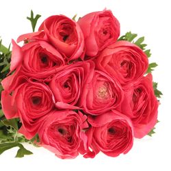 Ranunkel pink Cloni Rouge Fragolini 40cm