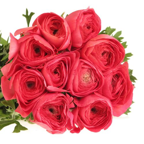 Ranunkel pink Cloni Rouge Fragolini 40cm