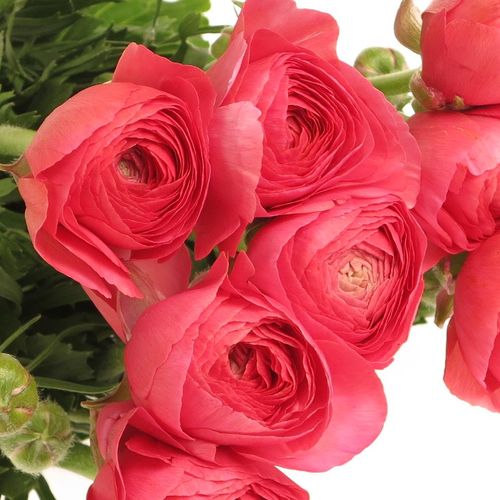 Ranunkel pink Cloni Rouge Fragolini 40cm