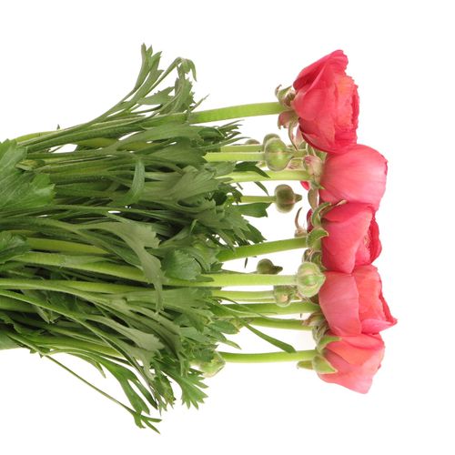 Ranunkel pink Cloni Rouge Fragolini 40cm