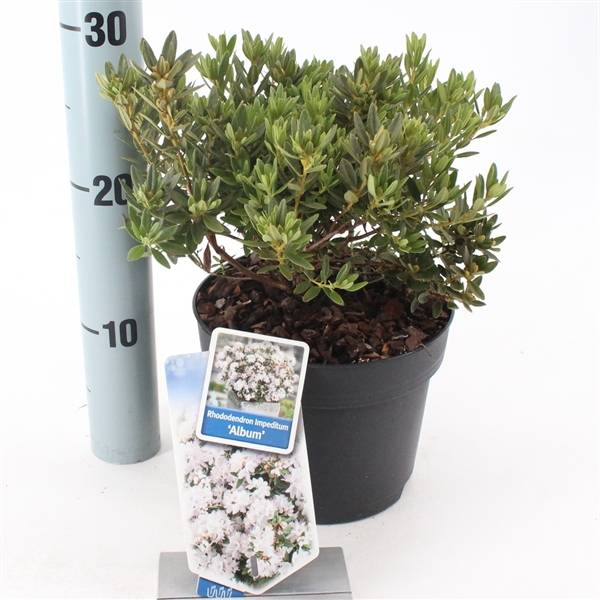 Rhododendron weiss Album T17 H025 (Blhende Gartenpflanzen) | Heyl -  Blumengrohandel / Floristikgrohandel