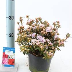 Rhododendron Album T17 H25