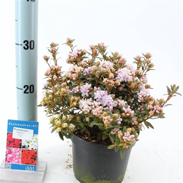 Rhododendron weiss Album T17 H025 (Blhende Gartenpflanzen) | Heyl -  Blumengrohandel / Floristikgrohandel