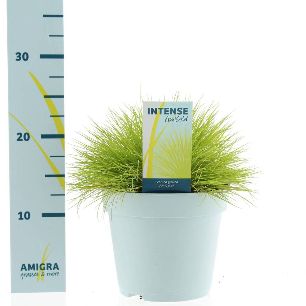 Festuca Glauca Amigold T17 H030