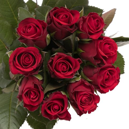 Rose rot Red Ribbon 60cm