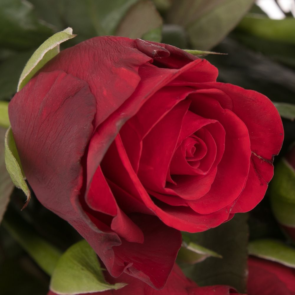 Rose rot Red Ribbon 60cm