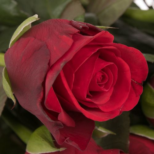 Rose rot Red Ribbon 60cm