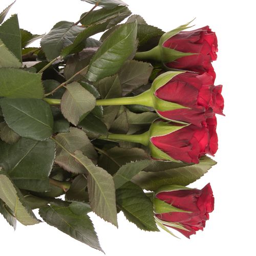 Rose rot Red Ribbon 60cm