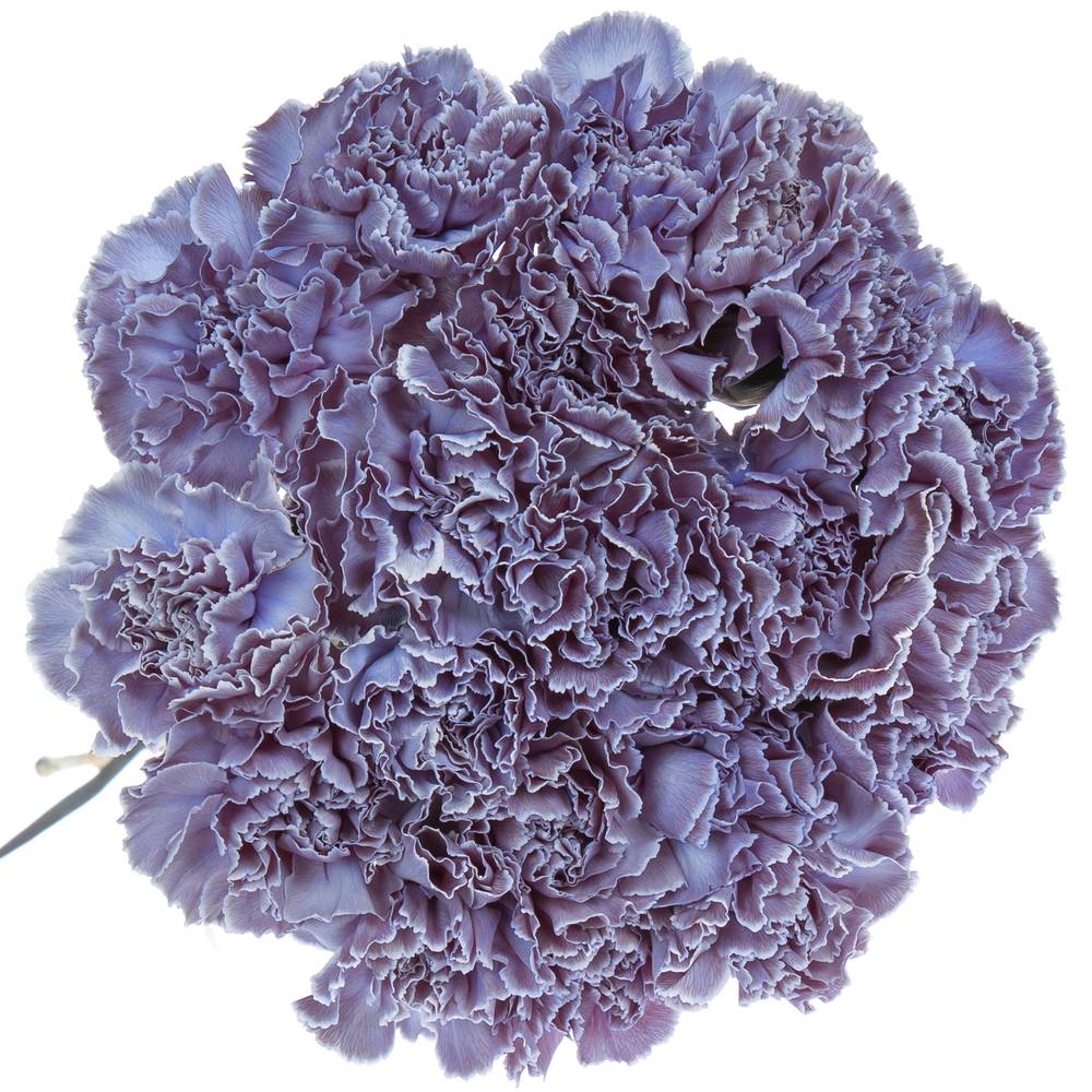 Nelke purple Fres gefärbt 70cm