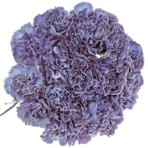 Nelke purple Fres gefärbt 70cm