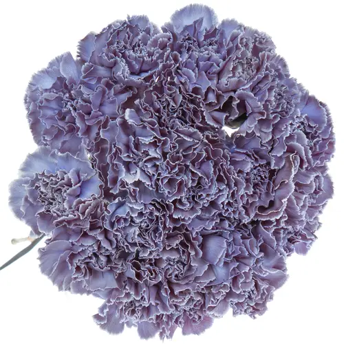Nelke purple Fres gefärbt 70cm