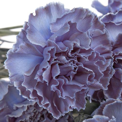 Nelke purple Fres gefärbt 70cm