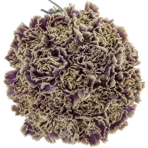 Nelke lila Purple Fresh gefärbt 70cm
