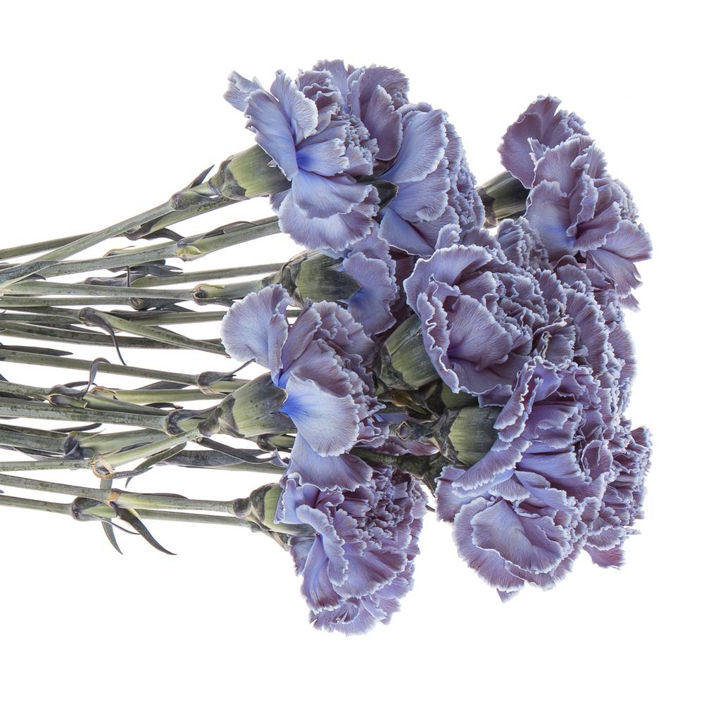 Nelke purple Fres gefärbt 70cm