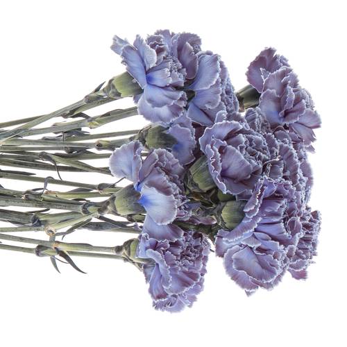 Nelke purple Fres gefärbt 70cm