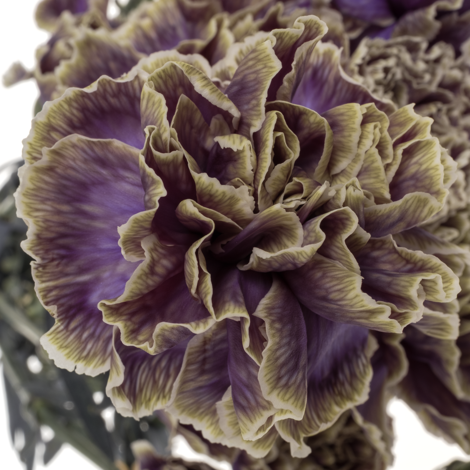 Nelke lila Purple Fresh gefärbt 70cm