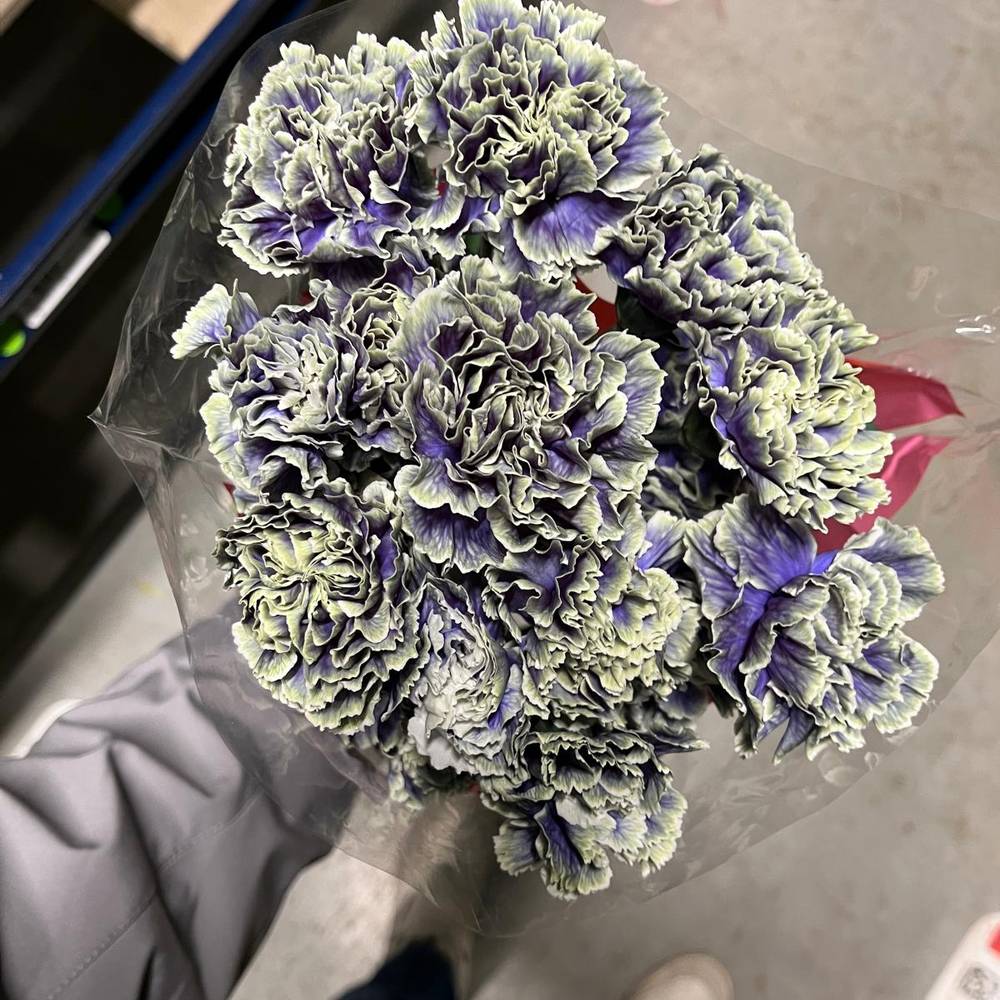 Nelke lila Purple Fresh gefärbt 70cm