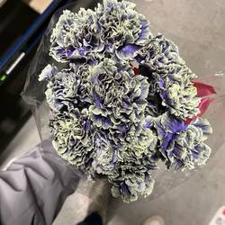 Nelke lila Purple Fresh gefärbt 70cm