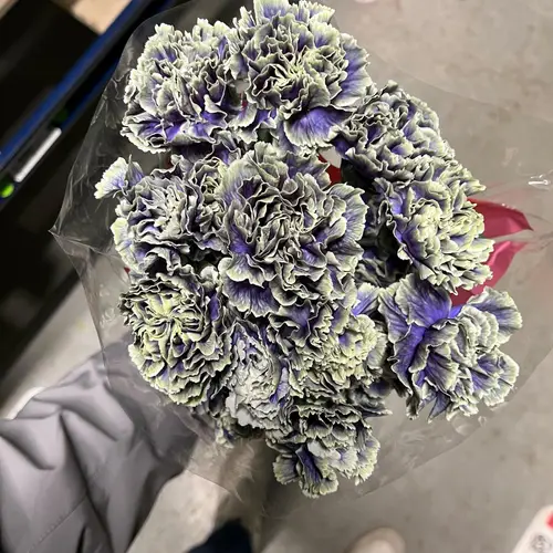 Nelke lila Purple Fresh gefärbt 70cm