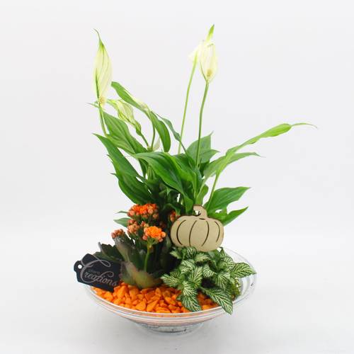 Spath.Arr-2502 Herbst T25 H035