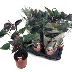 Anth.schwartz Black Beauty T17 H050