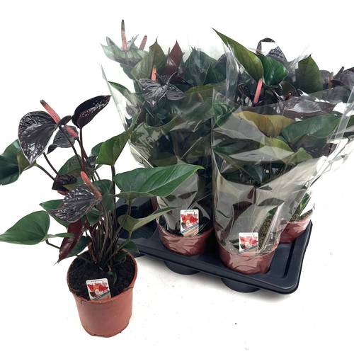 Anth.schwartz Black Beauty T17 H050