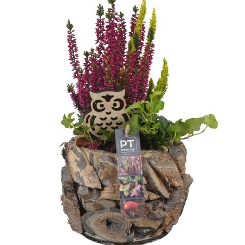 Garten.Arr PTHO4211 Herbst T14 H033