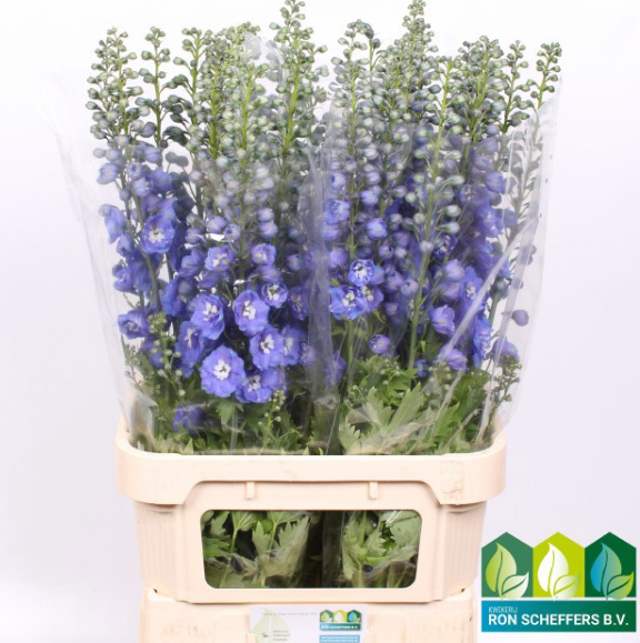 Delphinium dunkel blau Aurora 90cm