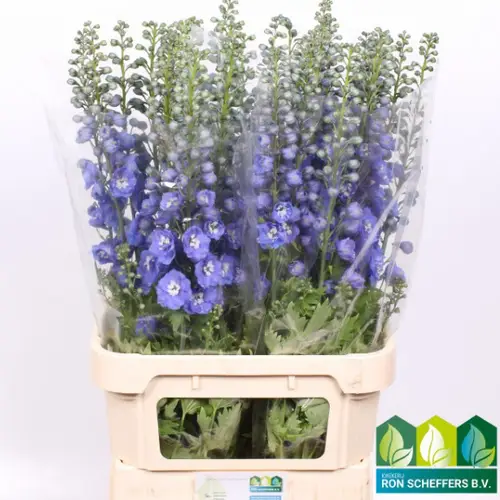 Delphinium dunkel blau Aurora 90cm