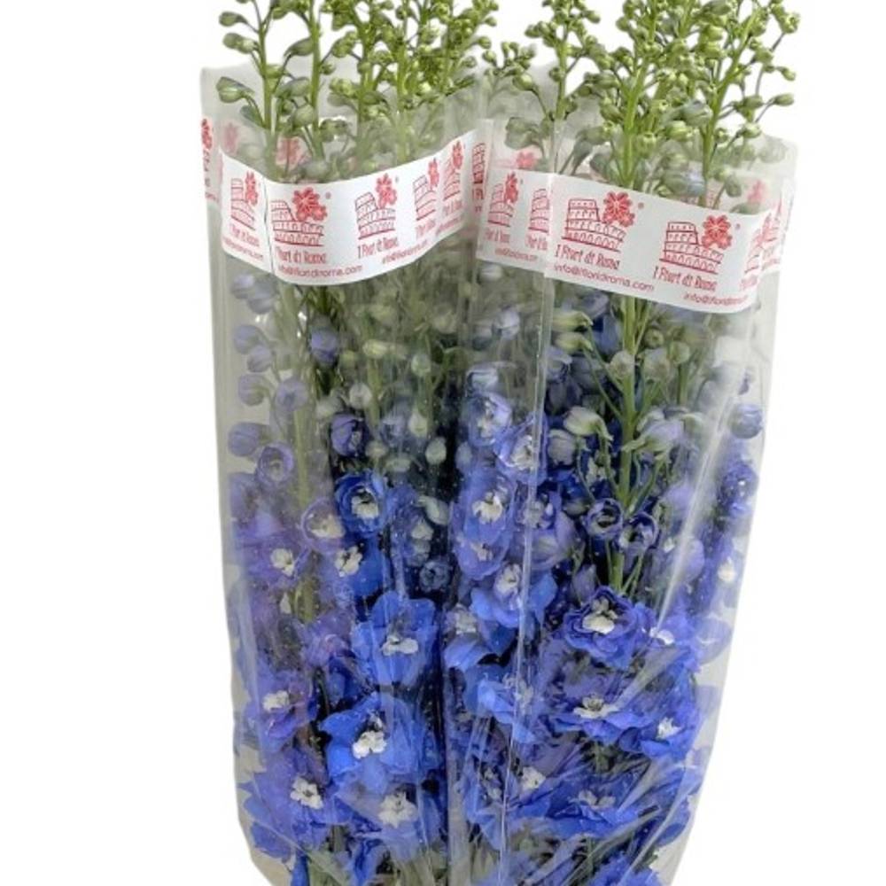 Delphinium dunkel blau Aurora 90cm