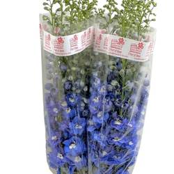 Delphinium dunkel blau Aurora 90cm