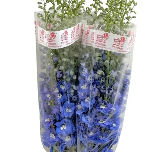 Delphinium dunkel blau Aurora 90cm