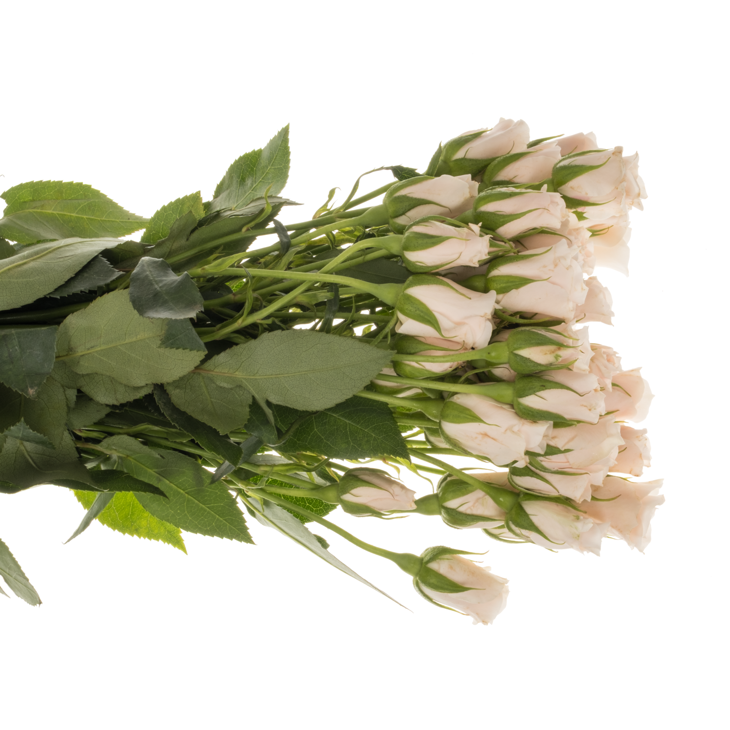 Rose verzweigt apricot Majolica duftend 50cm