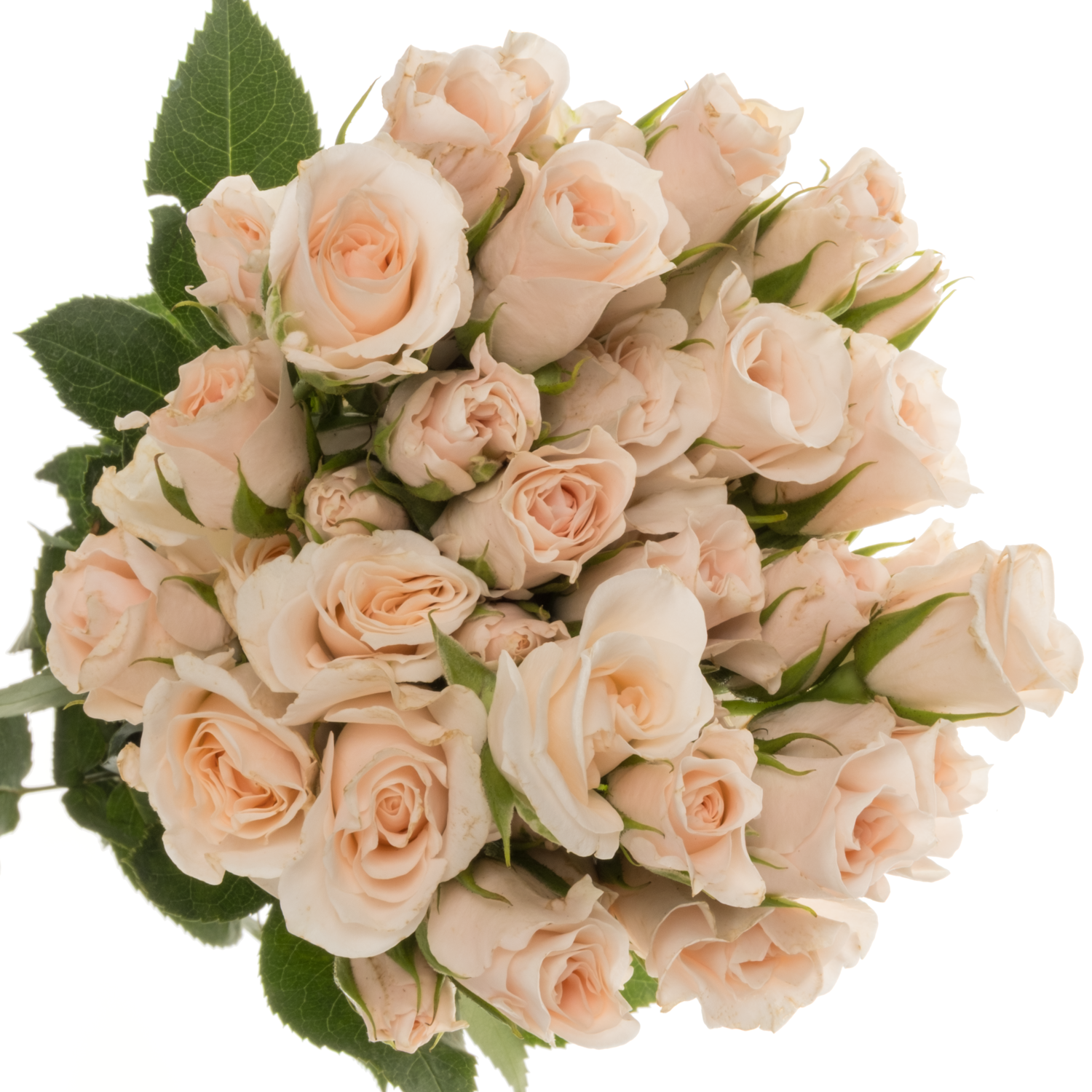 Rose verzweigt apricot Majolica duftend 50cm