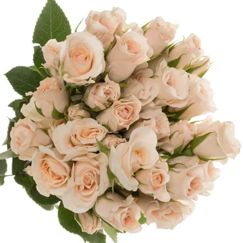 Rose verzweigt apricot Majolica duftend 50cm