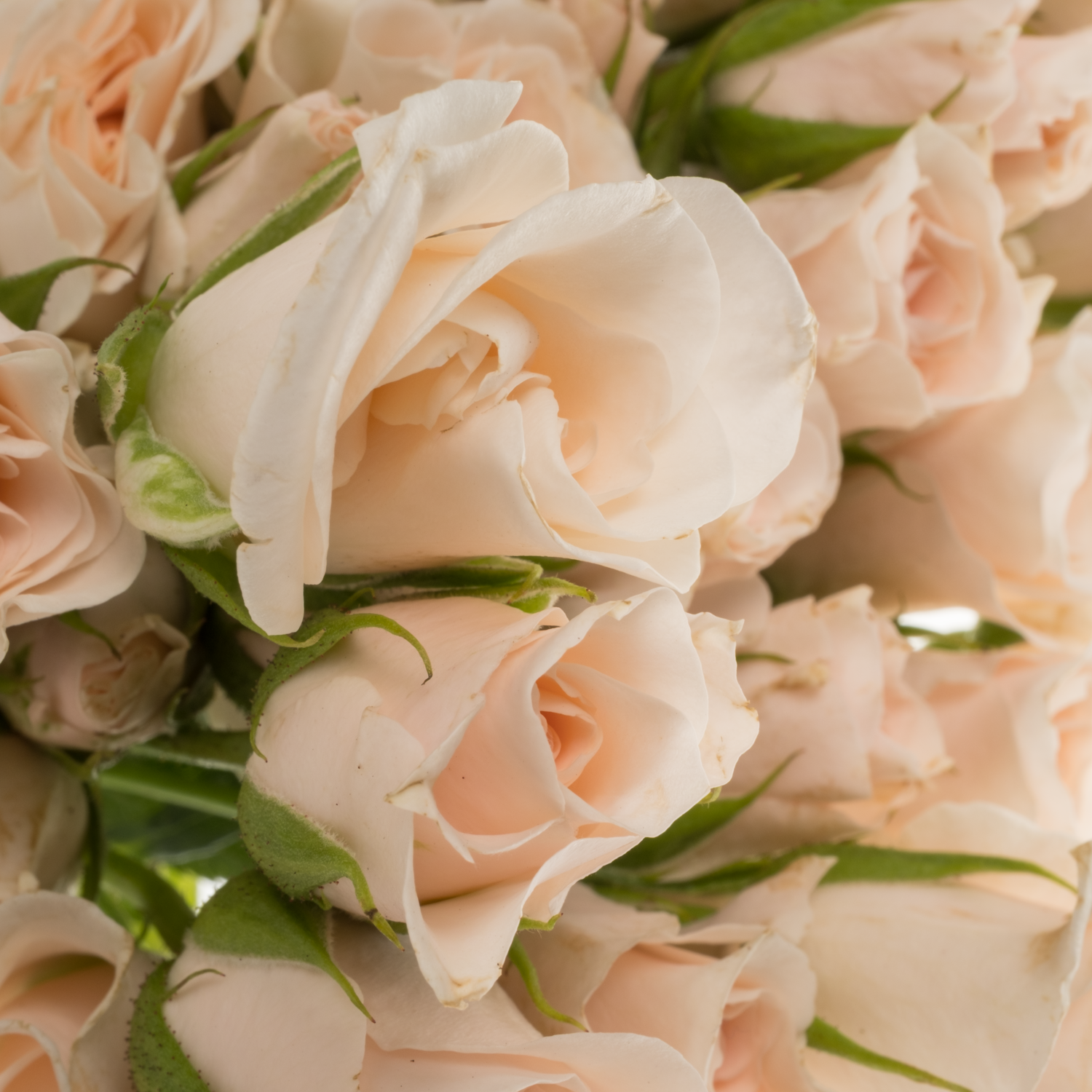 Rose verzweigt apricot Majolica duftend 50cm