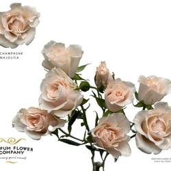 Rose verzweigt champagne Majolica 50cm duftend