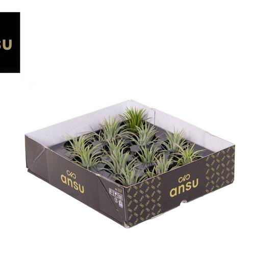 Tillandsia Ionantha Green L T05 H008