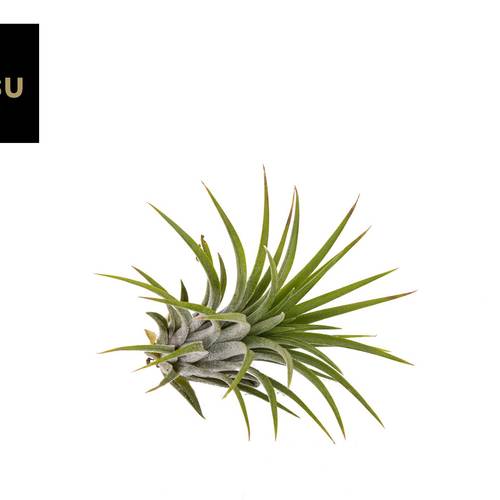 Tillandsia Ionantha Green L T05 H008