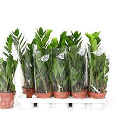 Zamioculcus Schnapch. Von Uhr T12 H35