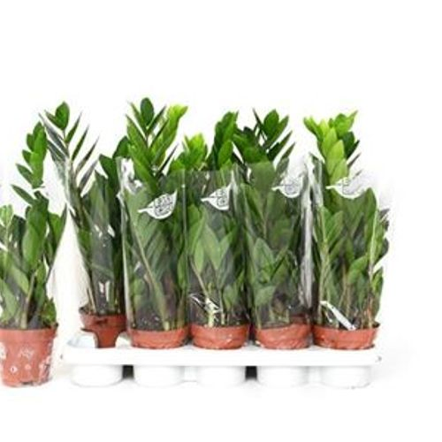 Zamioculcas Schnäpch. Von Uhr T12 H030