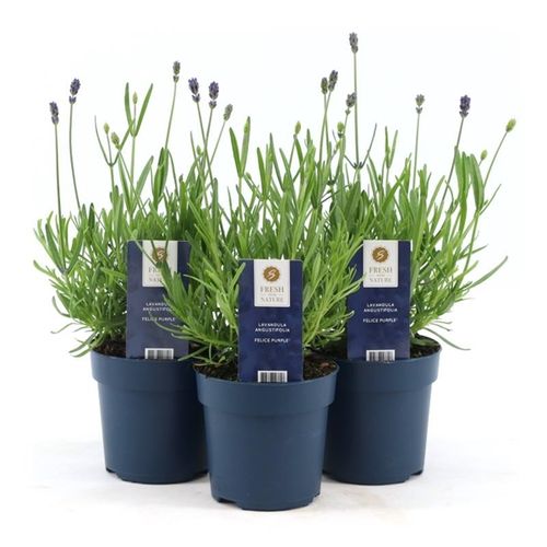 Lavendel Ang. Felice T10,5 H20