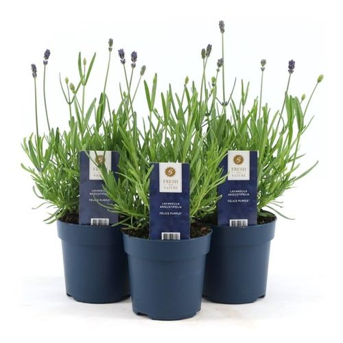 Lavendel Ang. Felice T10,5 H20