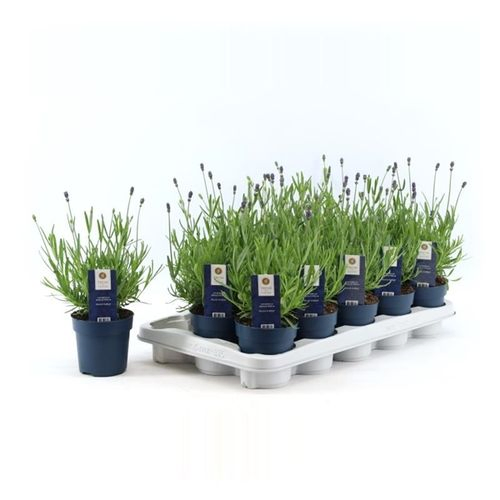 Lavendel Angustifolia violett Felice T10,5 H020