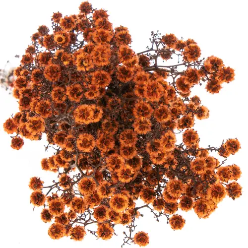 Stillingia orange gefärbt 70cm