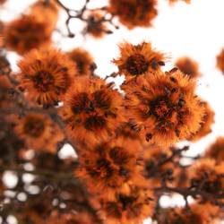 Stillingia orange gefärbt 70cm
